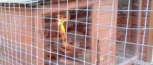 [VIDEO] Pomysłowe surykatki z Mini Zoo w Zielonej Górze