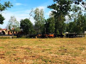 Skradzione bydło w miejscowości Bedoń Nowy w woj. łódzkim. Pokrzywdzony farmer prosi o pomoc ekipę Krzysztofa Rutkowskiego!