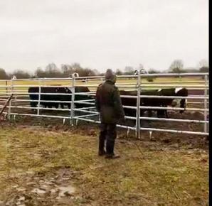 [VIDEO] 423 000 zł od Skarbu Państwa domaga się rolnik Grzegorz Piotrowski spod Gorzowa Wlkp. Za finansowy chaos, do którego doprowadziła wobec niego i 200 sztuk bydła Izabela Kwiatkowska, szefowa Biura Ochrony Zwierząt z Zielonej Góry!