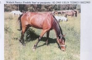 [VIDEO] Bezprawnie zabrane zwierzęta i bezprawia ciąg dalszy! Poszkodowana Malwina Kozak prosi o pomoc Krzysztofa Rutkowskiego