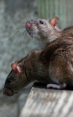 Legnica: rozpoczyna się deratyzacja w mieście. Przypominamy zarządcom o ich obowiązkach