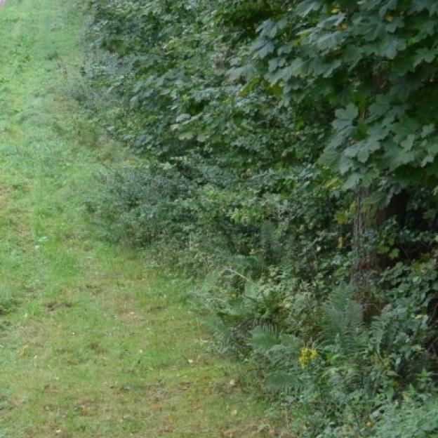 Nowa moda wśród kurierów. Kurierzy rozmydlają się w lesie