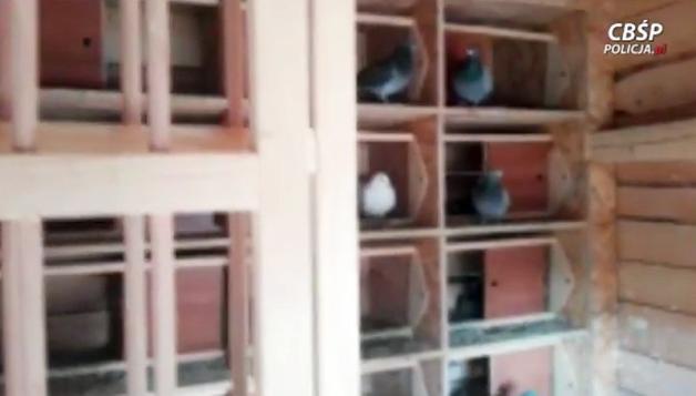 [VIDEO] Boss grupy przestępczej ukrył się w gołębniku przed policjantami CBŚP